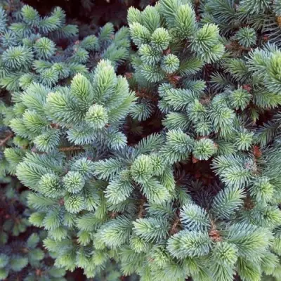 Ель ЭХИНИФОРМИС сизая в Бресте