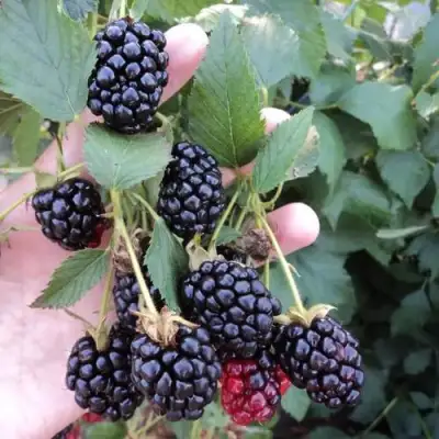 Ежевика ОУАЧИТА бесшипная  в Бресте