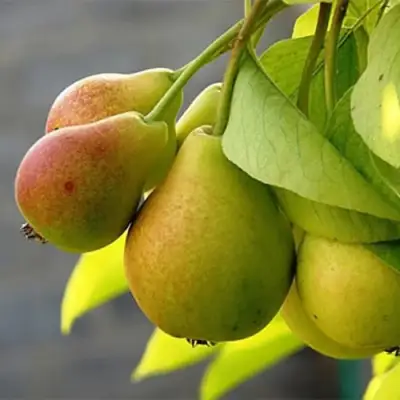 Груша СЕВЕРЯНКА в Бресте