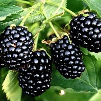 Ежевика ПРАЙМ АРК ТРЕВЕЛЕР ремонтантная  в Бресте