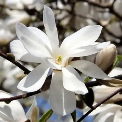 Магнолия ЛЕБНЕРА МЕРРИЛЛ в Бресте