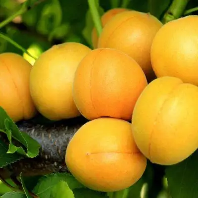 Абрикос ЦАРСКИЙ в Бресте