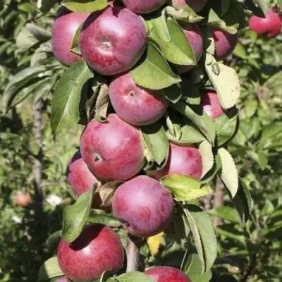 Яблоня ЕСЕНИЯ колонновидная в Бресте