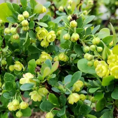 Барбарис КОБОЛЬД тунберга в Бресте