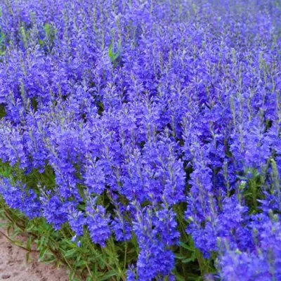 Вероника австрийская в Бресте