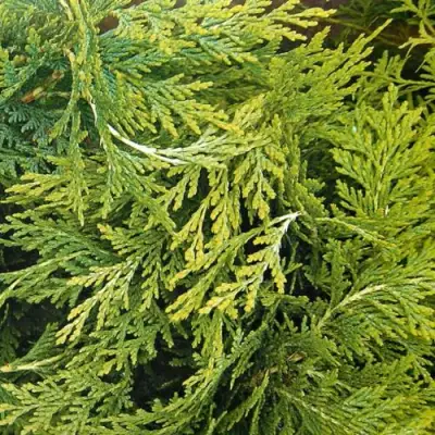 Кипарисовик САНКИСТ лавсона в Бресте