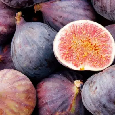 Инжир МУАССОН в Бресте