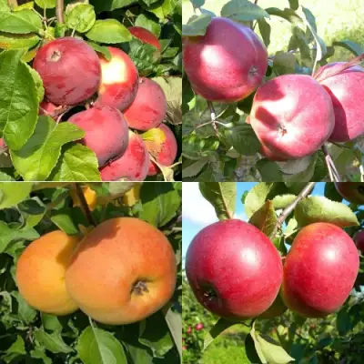 Комплект ЯБЛОНЕВЫЙ КВАРТЕТ в Бресте