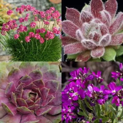 Комплект МИНИ САД в Бресте