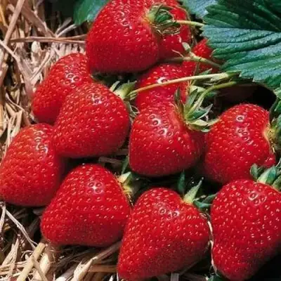 Клубника КИМБЕРЛИ в Бресте