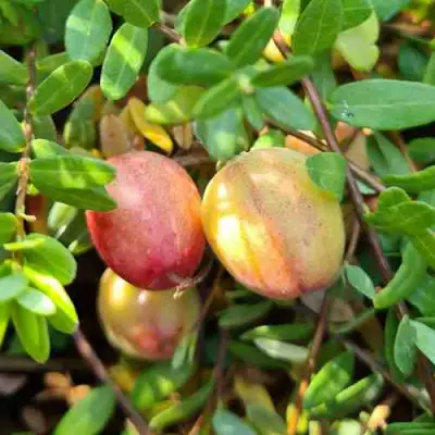 Клюква СТАНКОВИЧ в Бресте