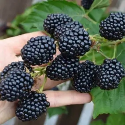 Ежевика ДЖАМБО бесшипная  в Бресте