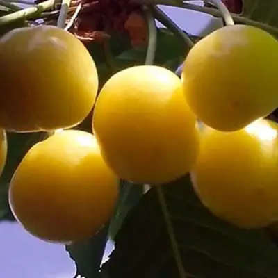 Черешня ЧЕРМАШНАЯ в Бресте