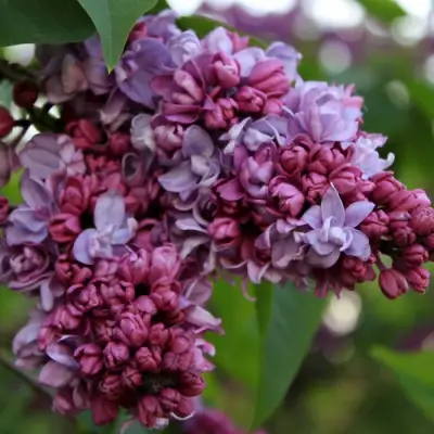 Сирень П.П.КОНЧАЛОВСКИЙ в Бресте