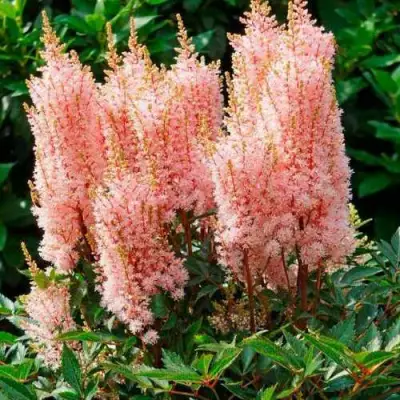 Астильба ЛУК ЭТ МИ японская в Бресте