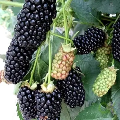 Ежевика ПРАЙМ АРК 45 ремонтантная   в Бресте