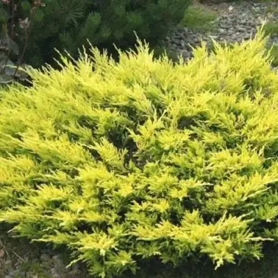 Можжевельник ЛАЙМ ГЛОУ горизонтальный  в Бресте