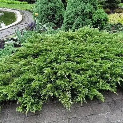 Можжевельник РОКЕРИ ДЖЕМ казацкий  в Бресте