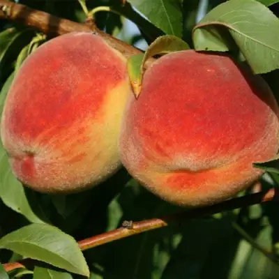 Персик МАРИЯ в Бресте