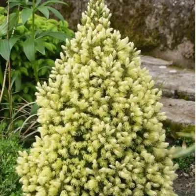 Ель МАЙГОЛД колючая в Бресте