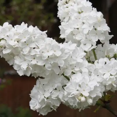 Сирень ФЛОРА в Бресте