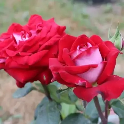 Роза АЛЬЯНС чайно-гибридная в Бресте