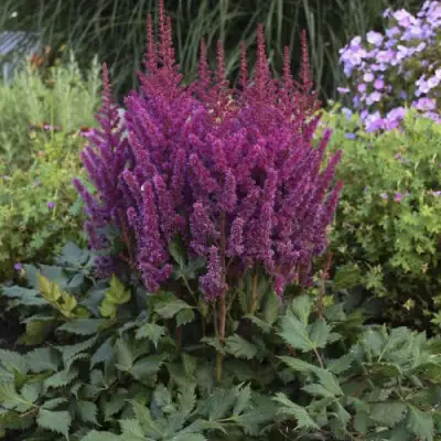 Астильба ВИЖНС китайская в Бресте