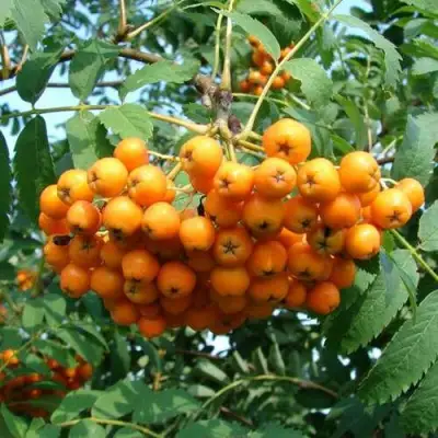 Рябина НЕВЕЖИНСКАЯ ЖЕЛТАЯ сладкоплодная в Бресте