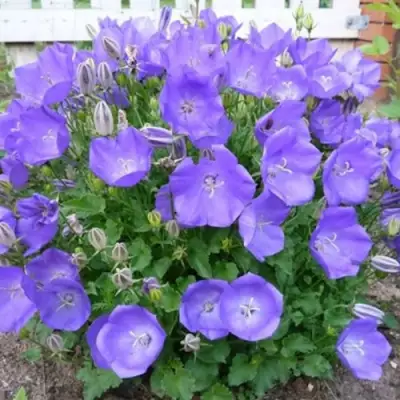 Колокольчик САНТА карпатский в Бресте