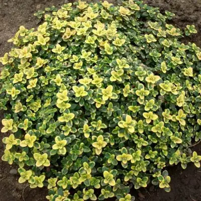 Тимьян ДОННА ВАЛЕЙ лимоннопахнущий в Бресте