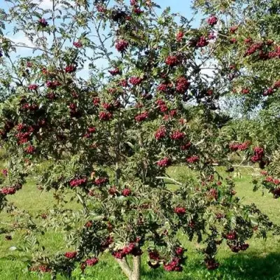 Рябина БУРКА сладкоплодная в Бресте