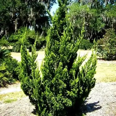 Можжевельник КАЙЗУКА китайский в Бресте