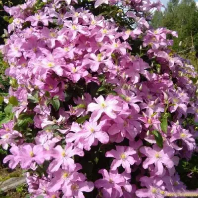 Клематис КОМТЕСС ДЕ БУШО в Бресте