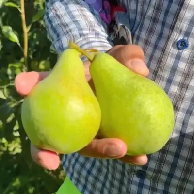 саженцы груши Заречная Компактная