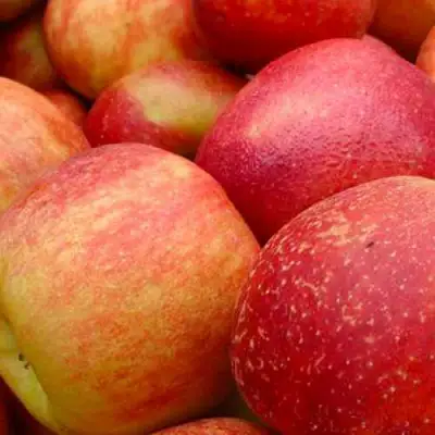 Яблоня ДЖОНАГОЛД в Бресте