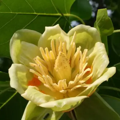 ЛИРИОДЕНДРОН тюльпанный в Бресте