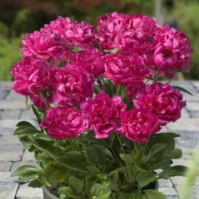 Пион ЛОНДОН травянистый в Бресте