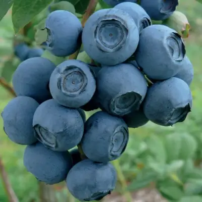 Голубика РУБЕЛ в Бресте