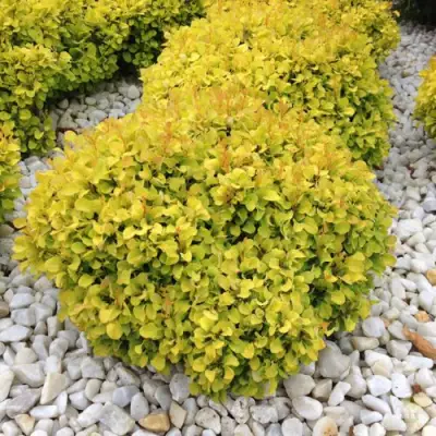 Барбарис БОНАНЗА ГОЛД тунберга в Бресте