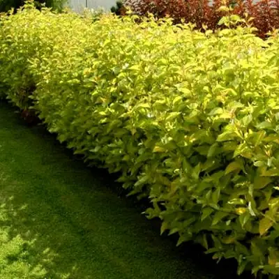 Комплект ДАРТС ГОЛД в Бресте