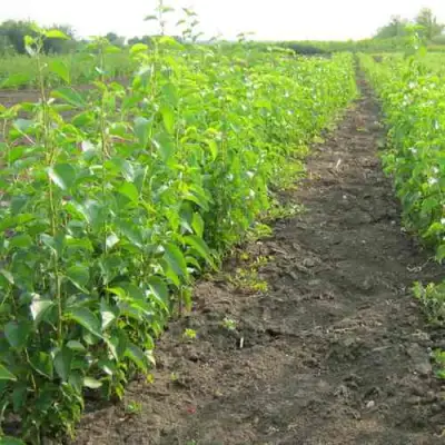 Подвой черешни ДИКАЯ ЧЕРЕШНЯ в Бресте