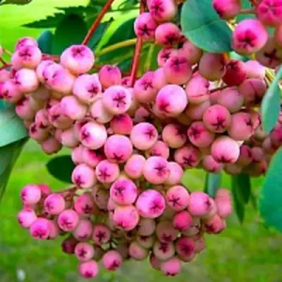 Рябина ПИНК сладкоплодная в Бресте