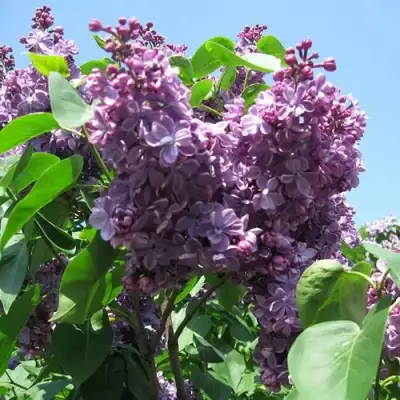 Сирень ВИОЛЕТТА в Бресте