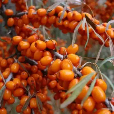 Облепиха ВОРОБЬЕВСКАЯ в Бресте