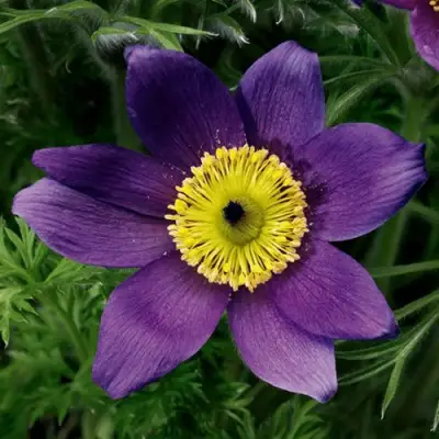 Прострел ПИНВИЛ БЛЮ ШЕЙДЕС в Бресте