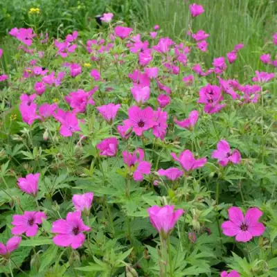 Герань РЕД АДМИРАЛ гибридная в Бресте