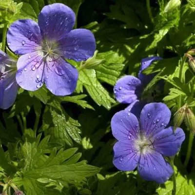 Герань БРУКСАЙД гибридная в Бресте