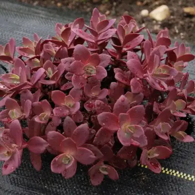 Очиток (седум) САНСПАРКЛЕР ФАЙЕРКРЕКЕР в Бресте