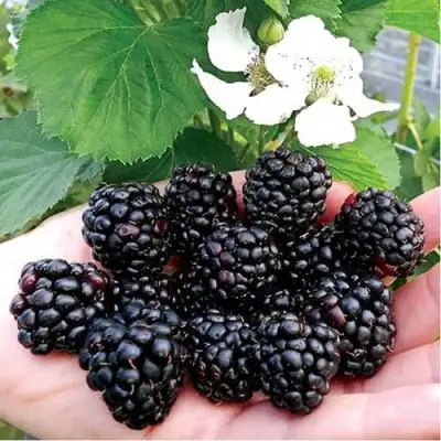 Ежевика РУБЕН ремонтантная  в Бресте