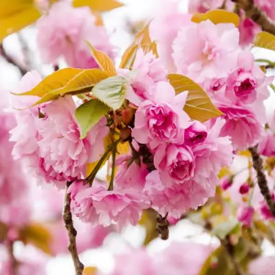 Сакура КАНЗАН в Бресте